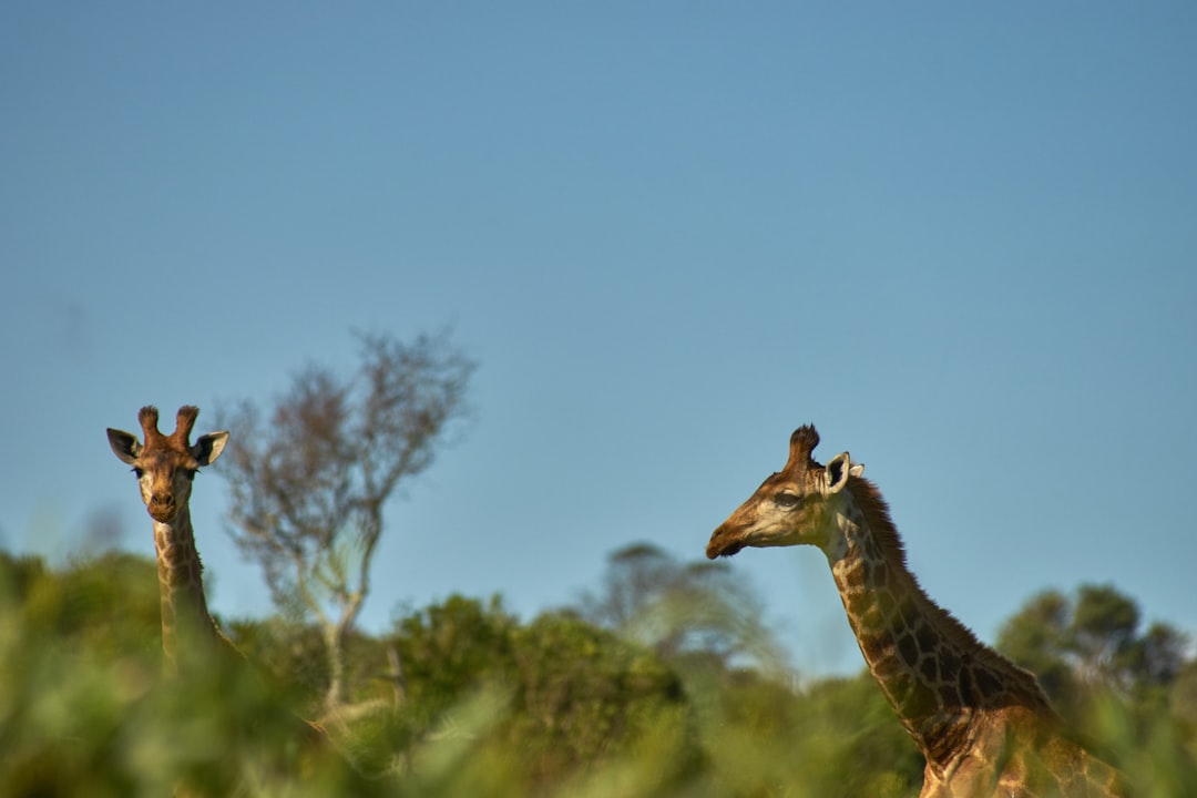 giraffe standing on green grass field during daytime