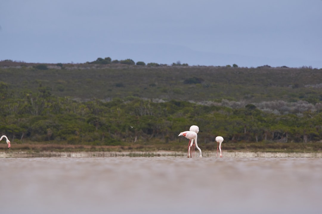 white and pink flamingo on body of water during daytime