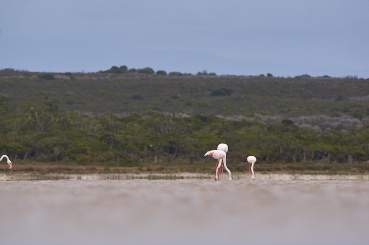 Salt pans, flamingos & south coast