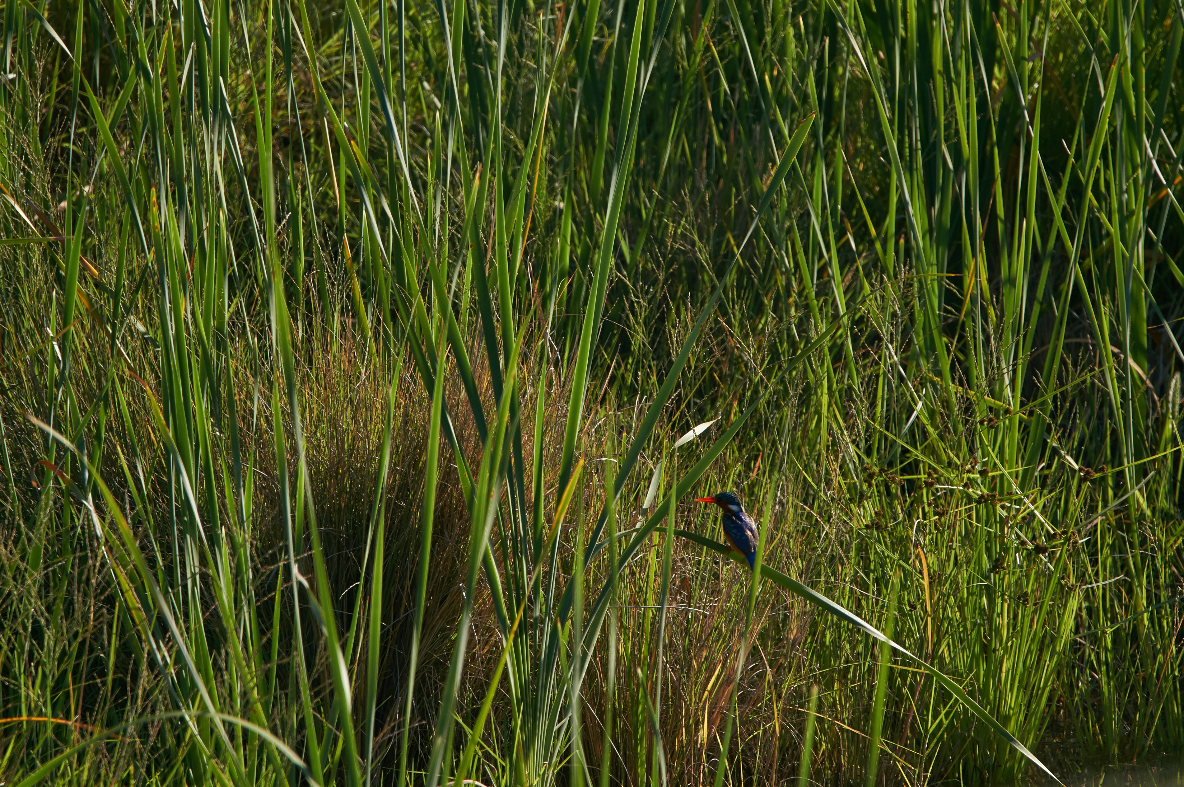 Photo by wolfgang_hasselmann