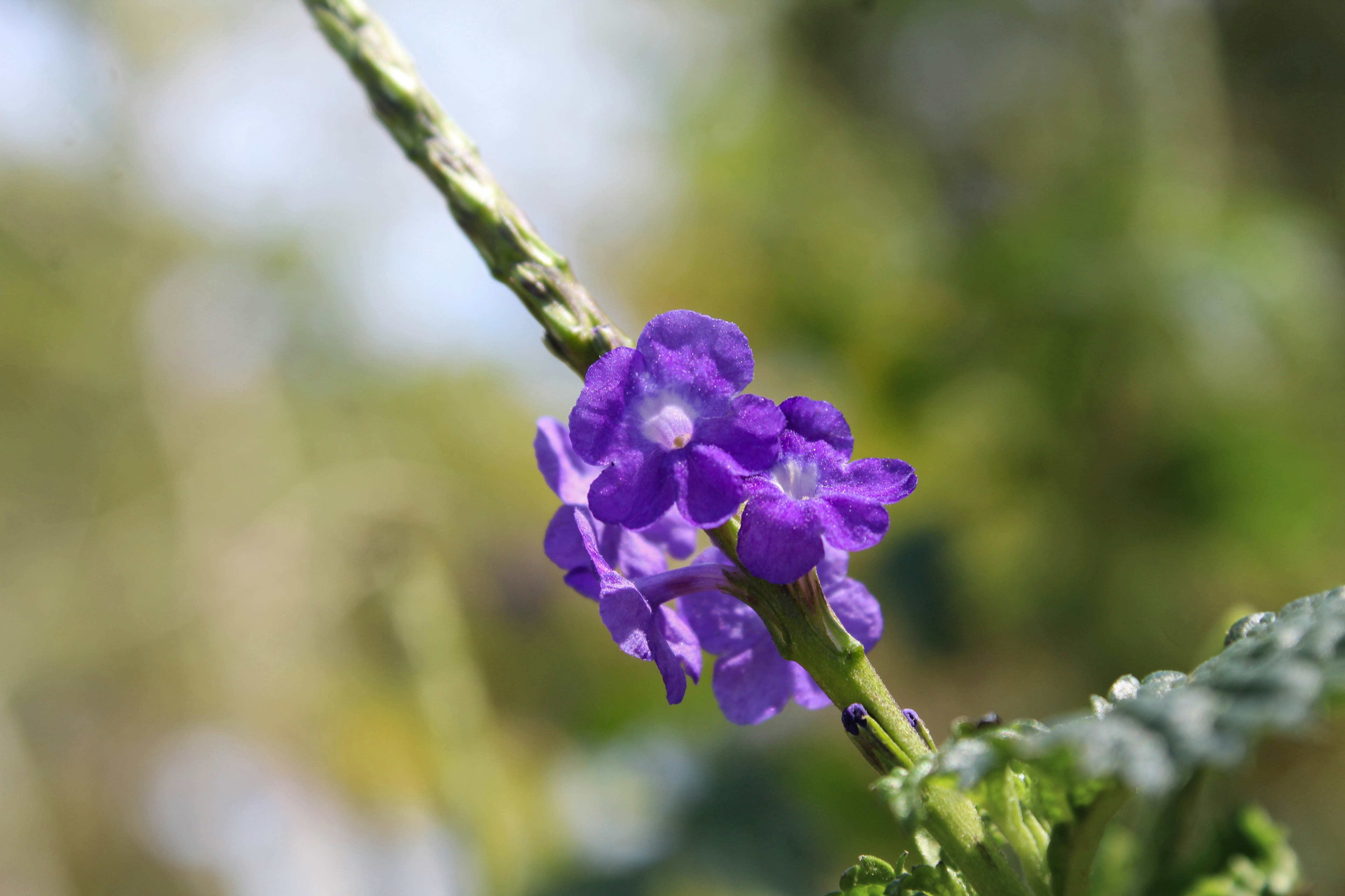 Photo by ghozysamudra