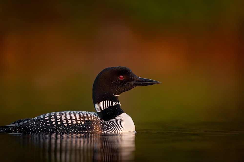 black and white duck on water
