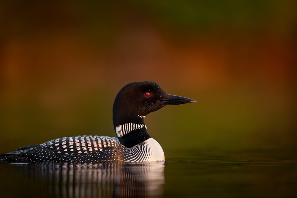 Anatra bianca e nera sull'acqua