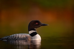 black and white duck on water