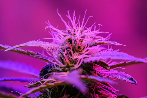 purple flower in macro lens