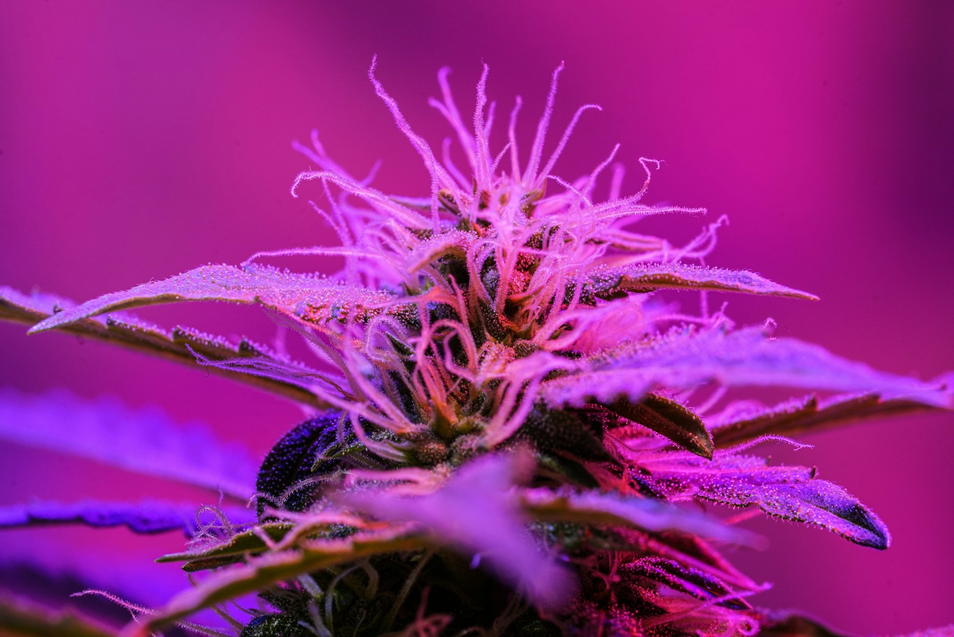 Autoflower vs. Photoperiod Cannabis Plants