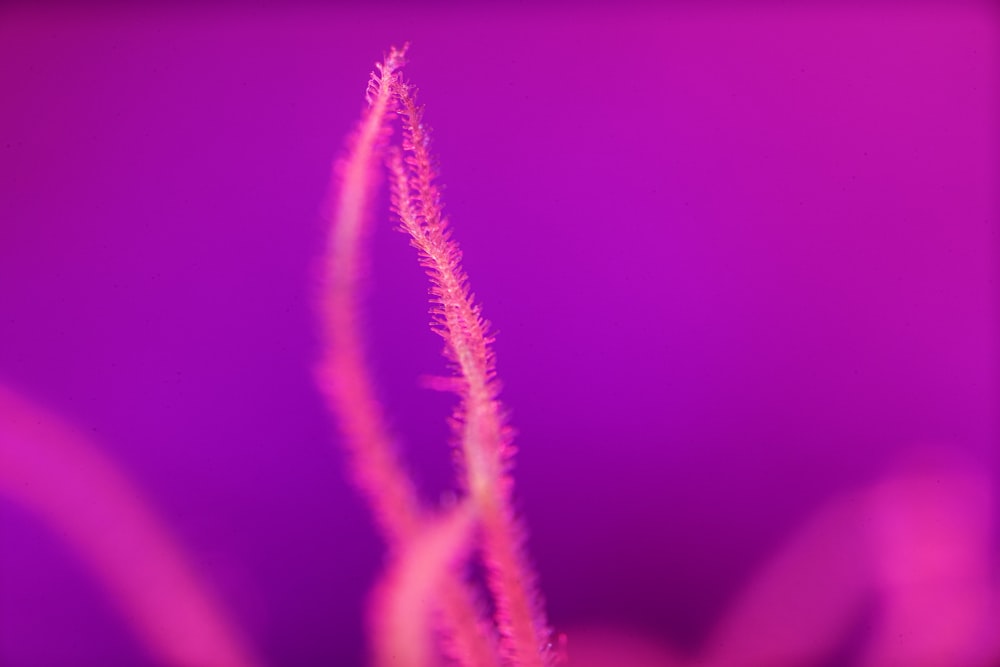 a close up of a pink flower with a purple background