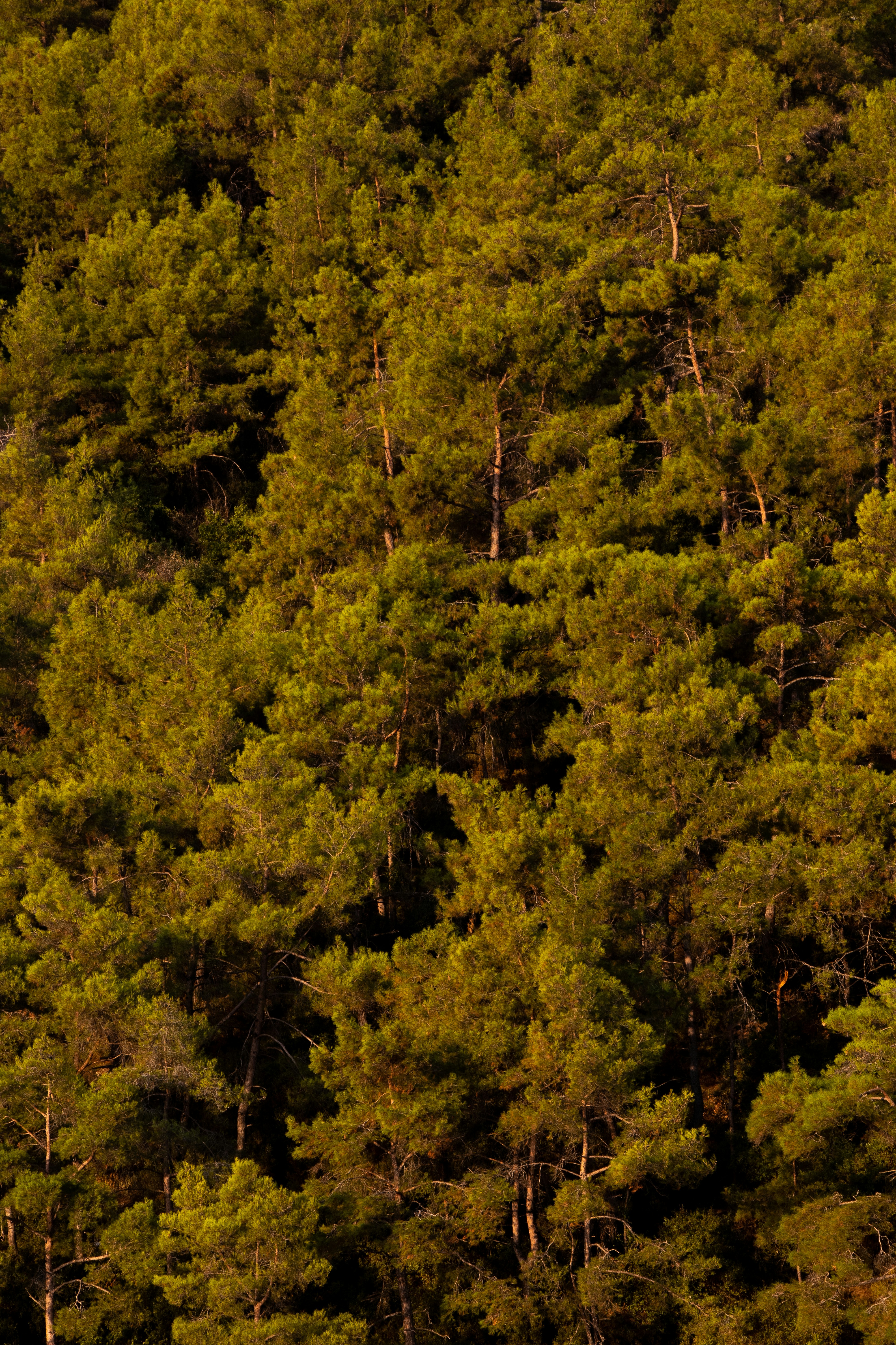 Photo by mehmetalituran