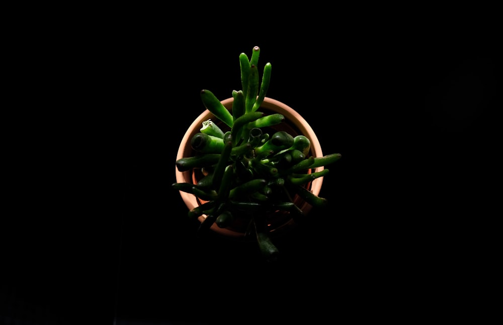 green plant on brown clay pot