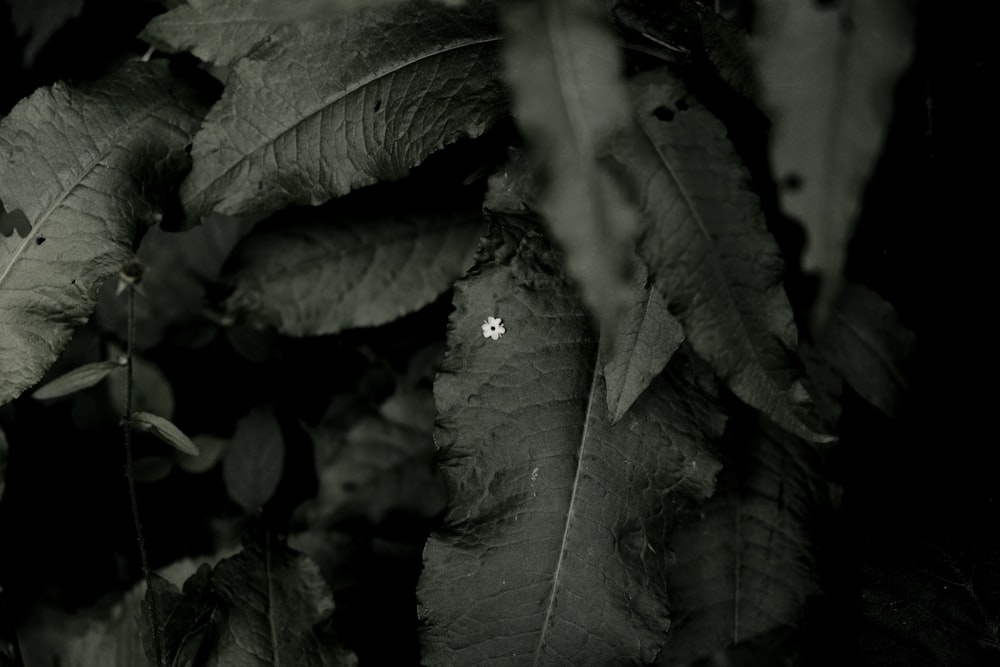 green leaves in close up photography