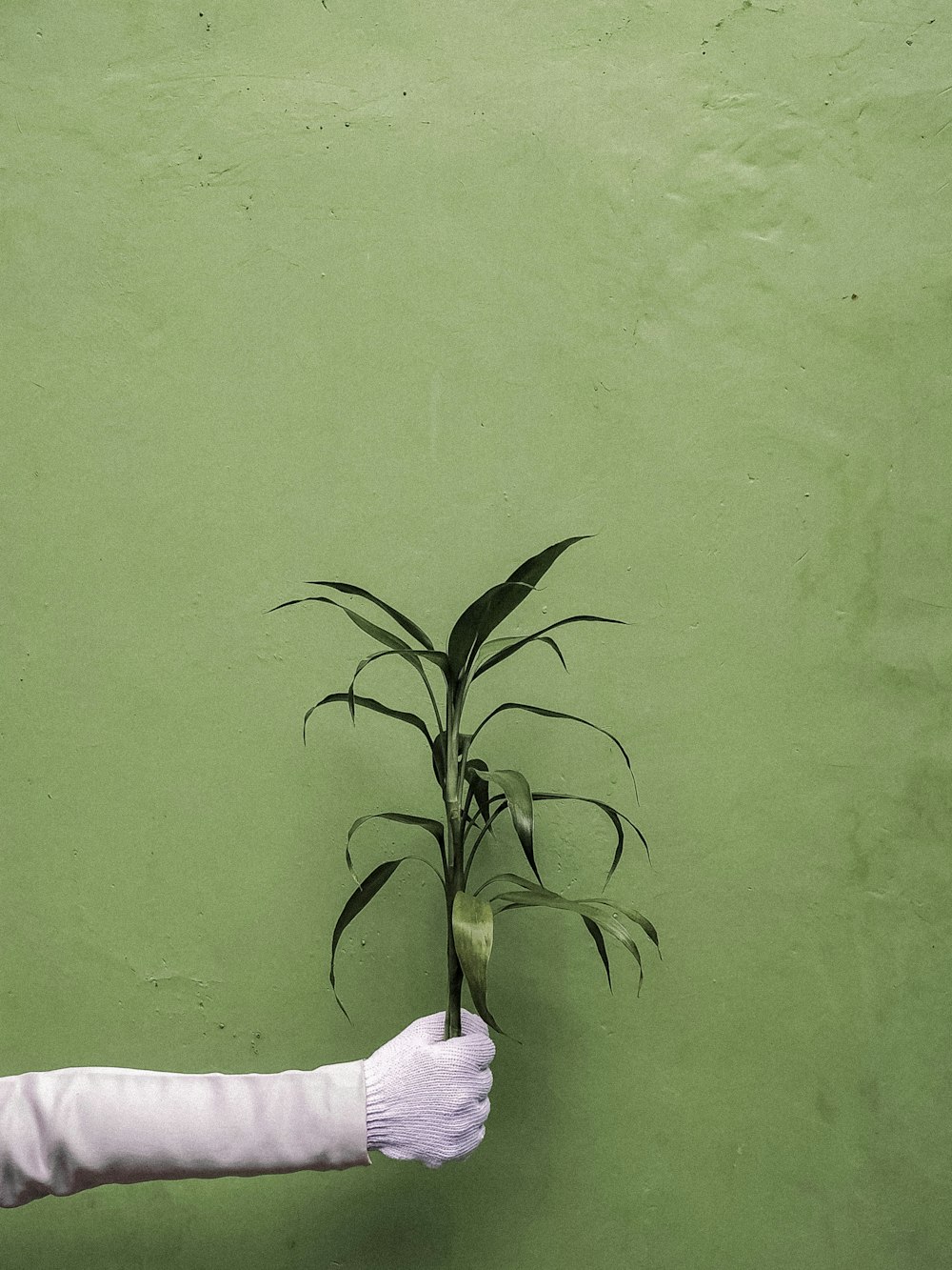 green plant on white textile