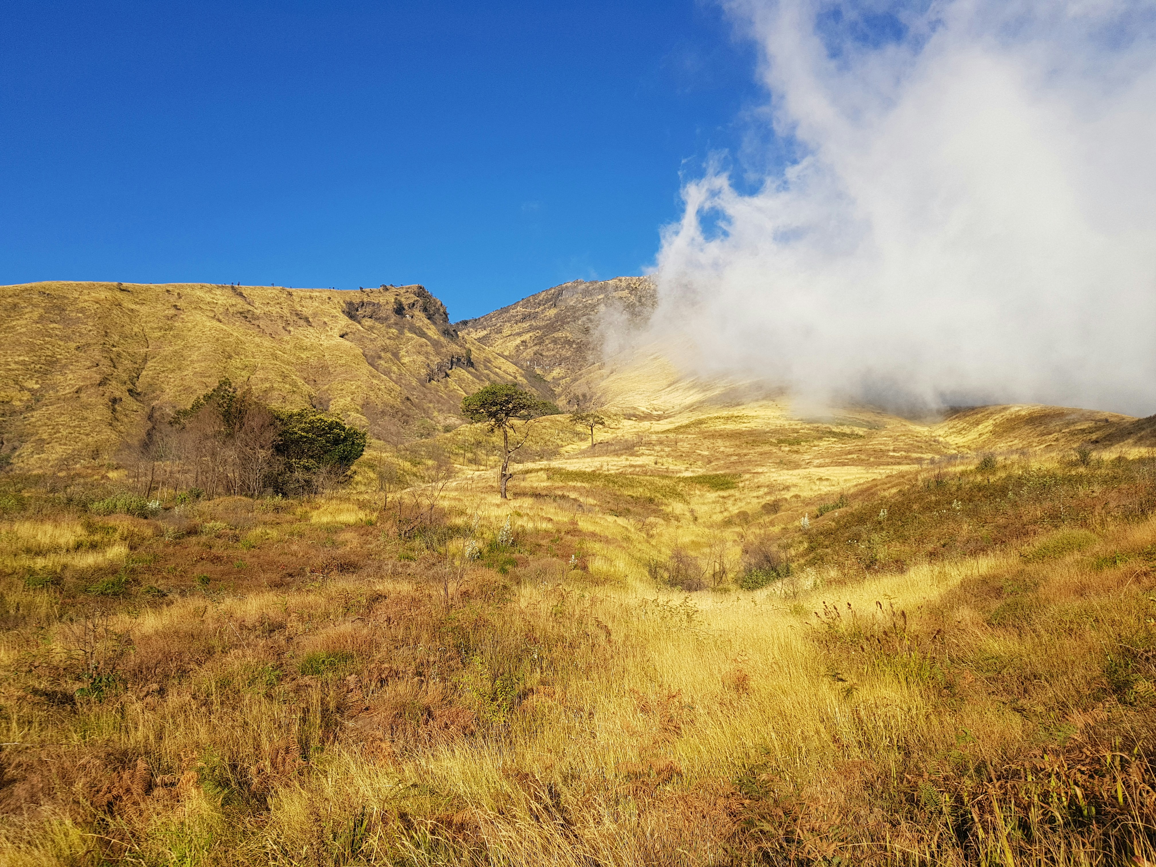green grass field under blue sky during daytime