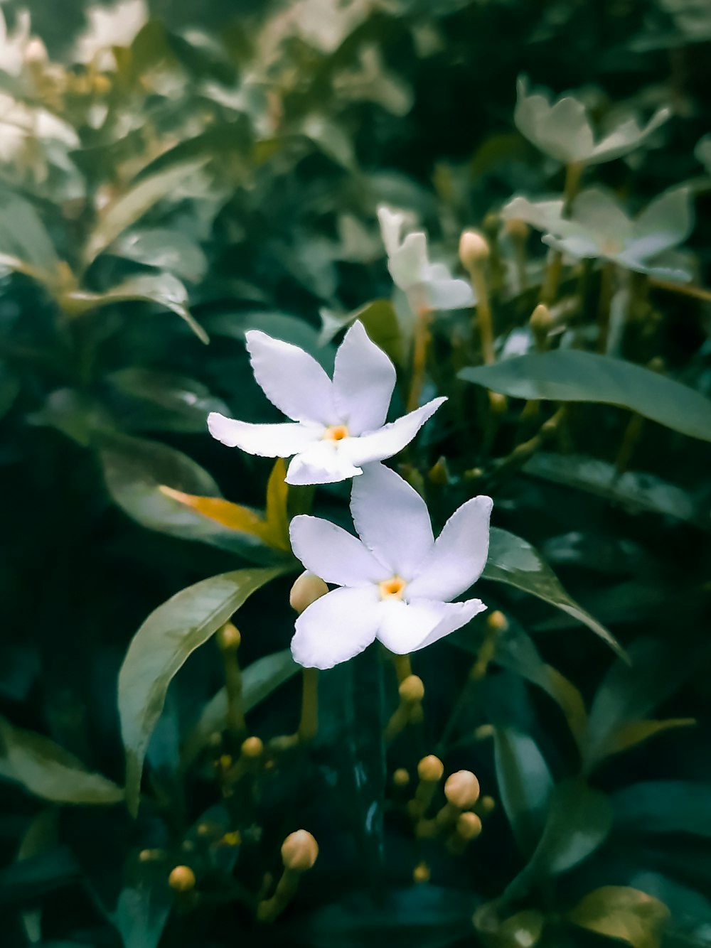 white and yellow flower in tilt shift lens