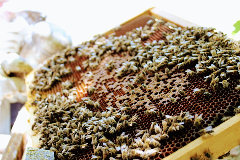 brown and black bee on brown wooden frame