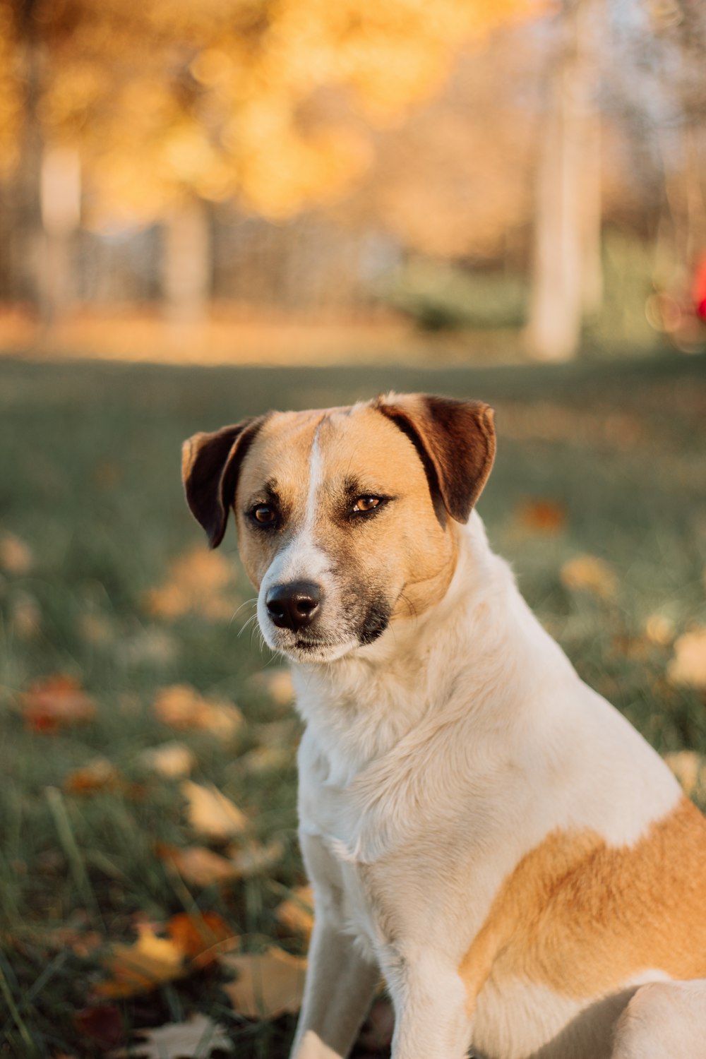 white and brown short coated dog