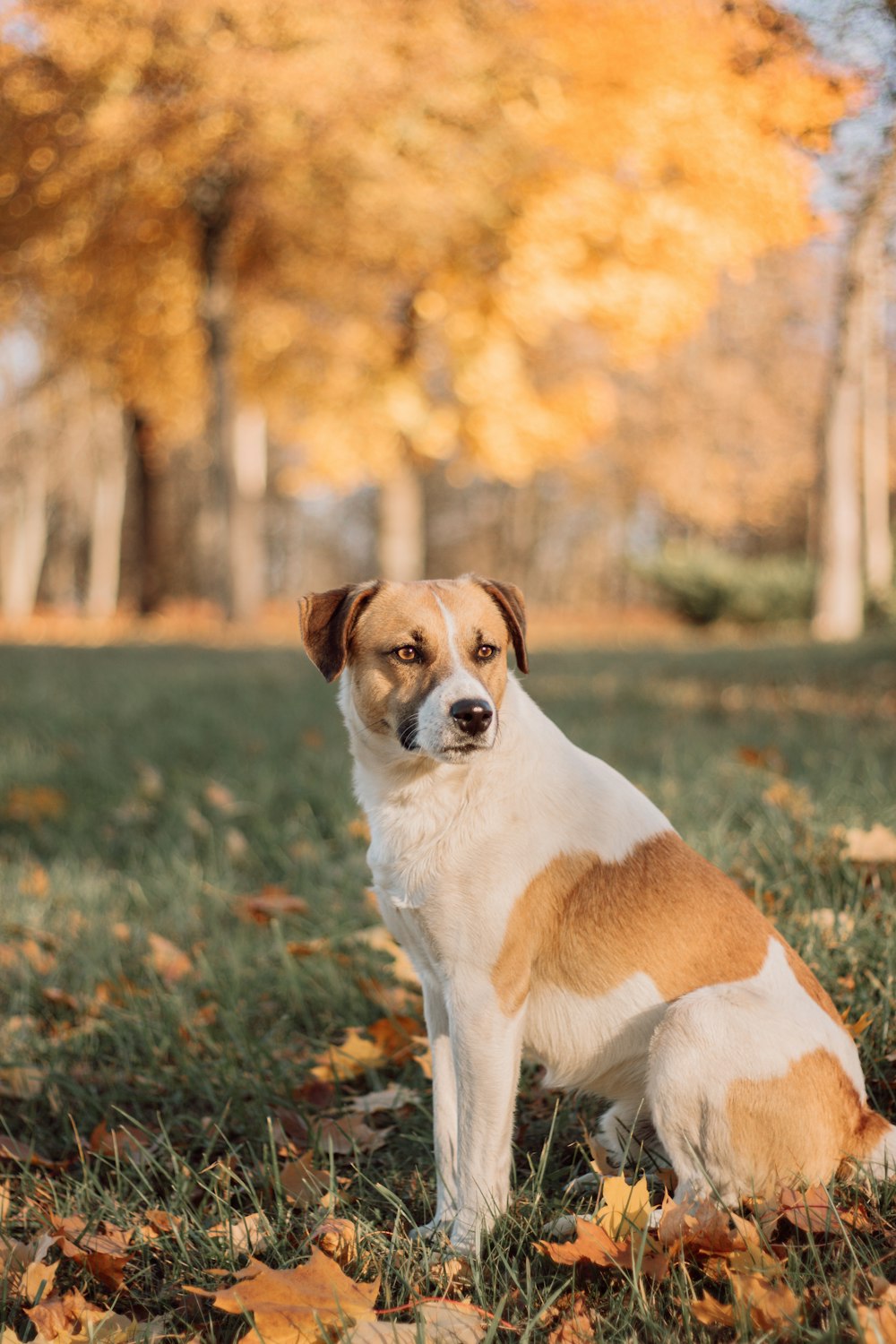 white and brown short coated dog on green grass field during daytime