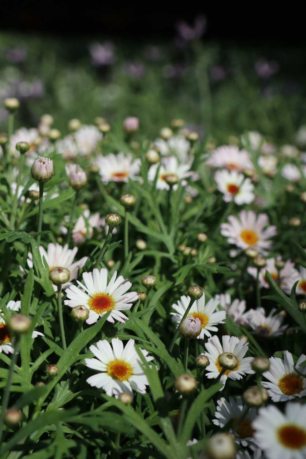 white and yellow flowers in tilt shift lens