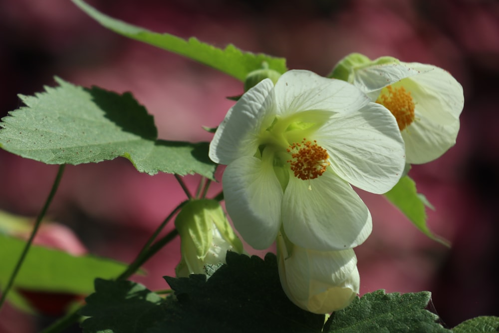 white and yellow flower in macro shot