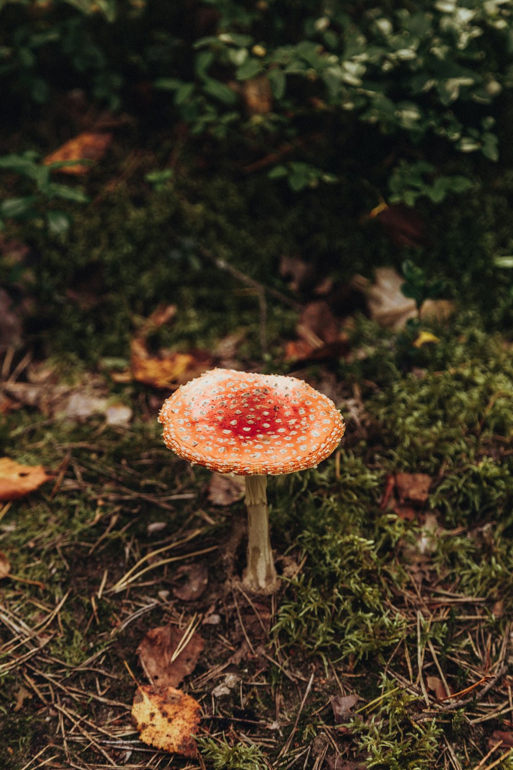 red and white mushroom in the middle of green grass