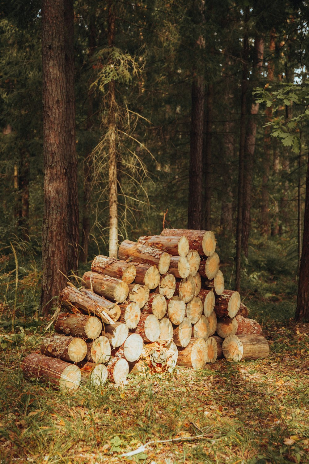 brown wood logs in forest