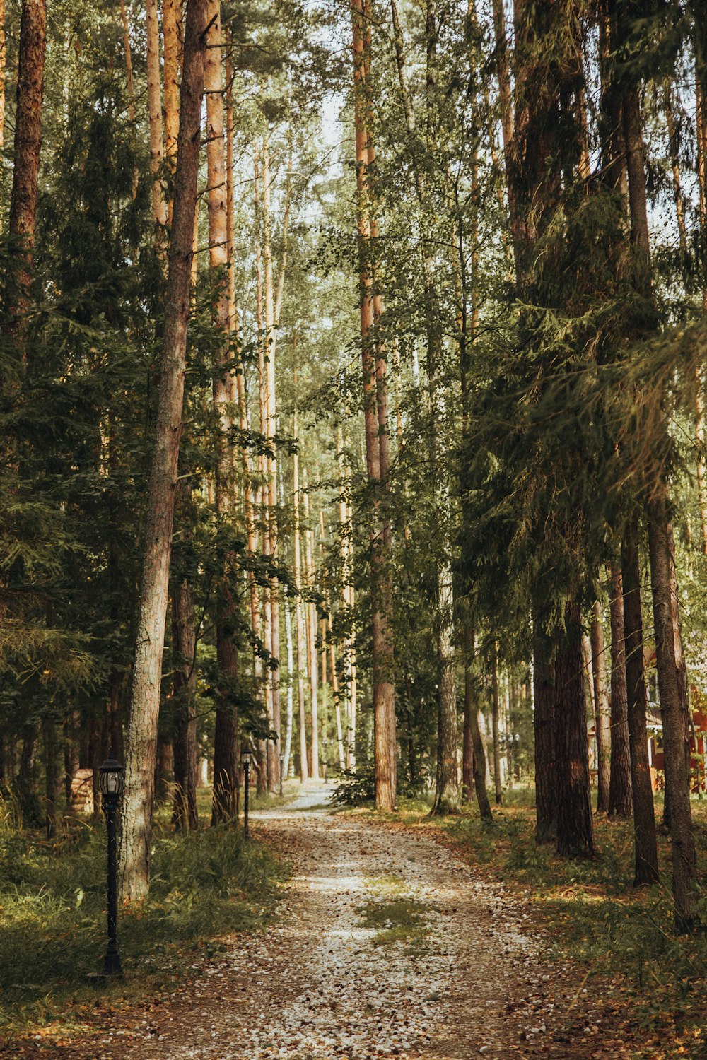 green and brown trees on gray dirt road during daytime