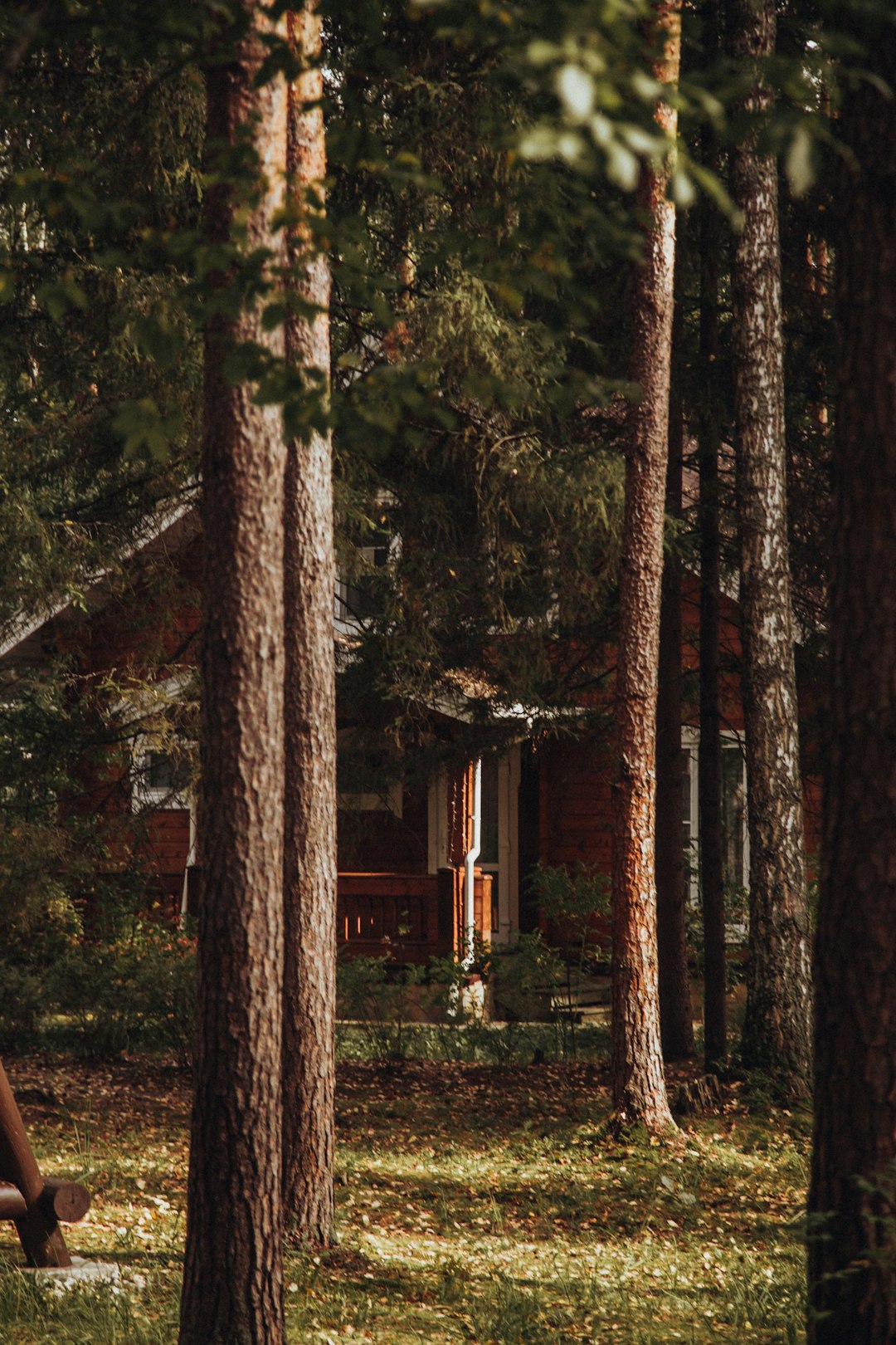 brown wooden house in the middle of forest