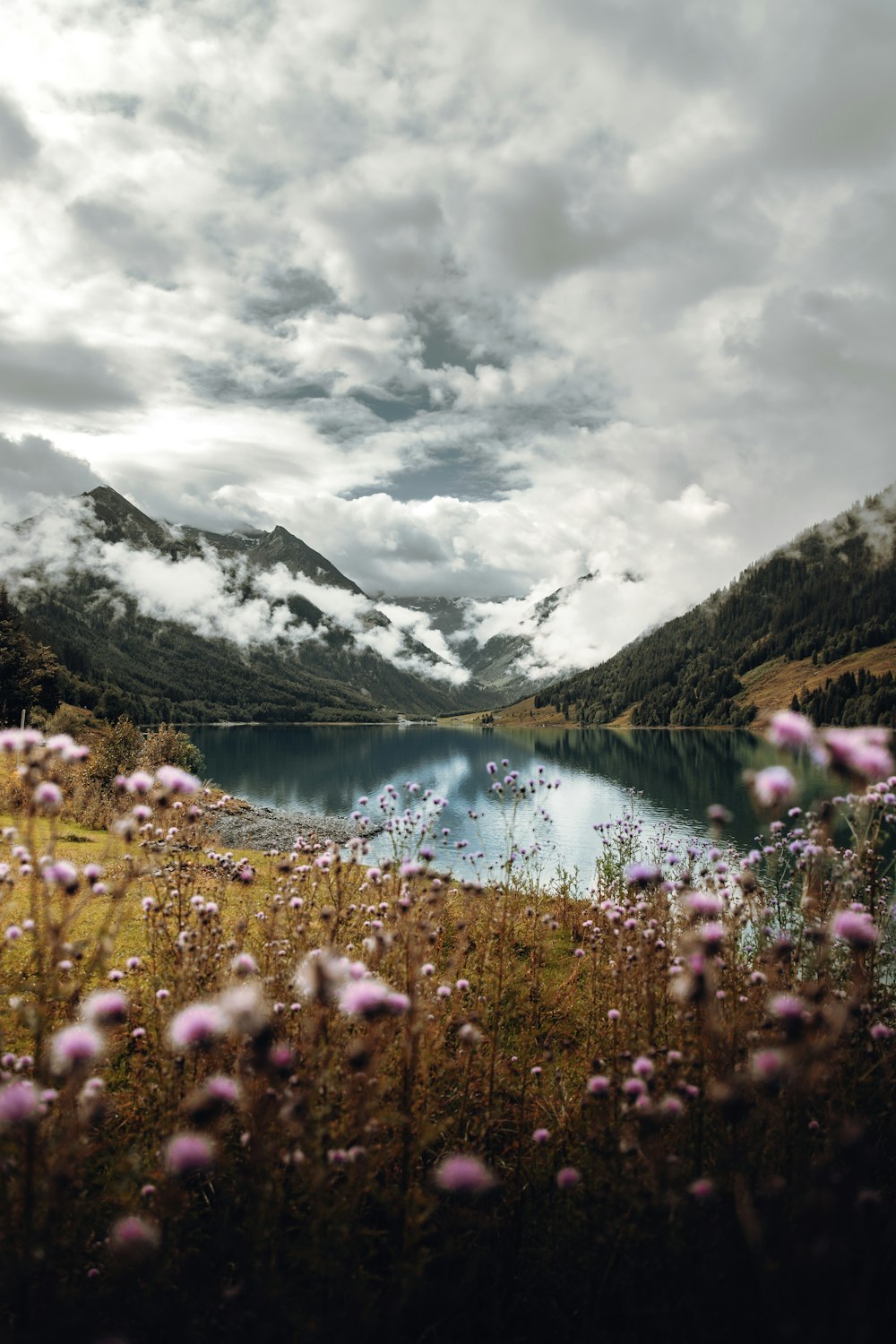 pink flowers near lake and mountains under cloudy sky during daytime