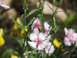 Flor Detalhada