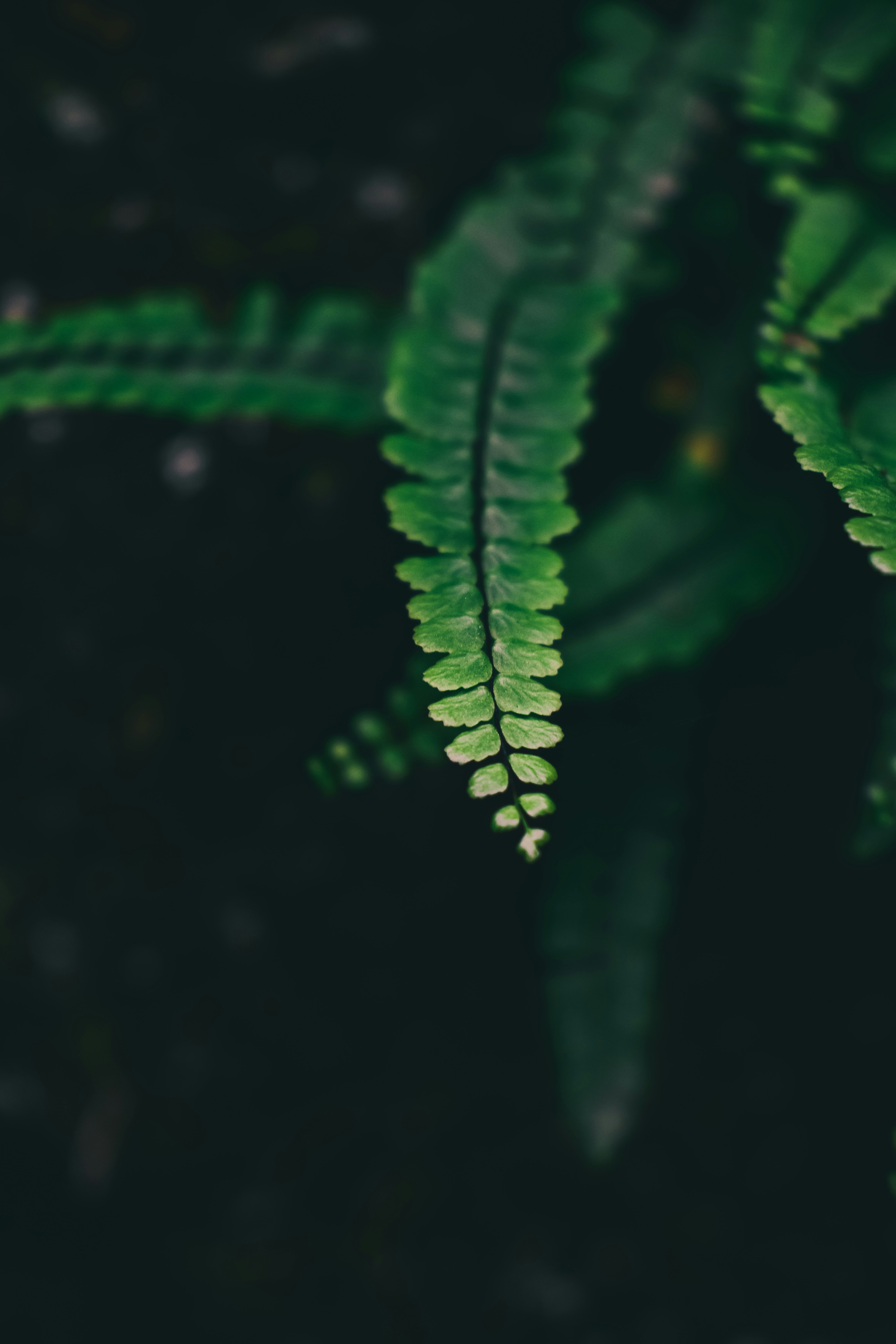 Photo by sabin_mihai