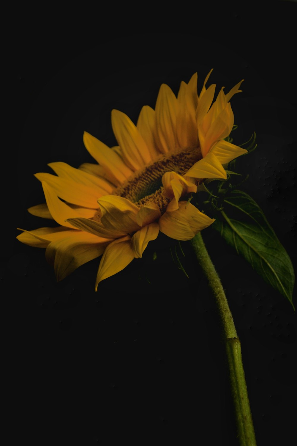 Girasol amarillo en flor durante el día