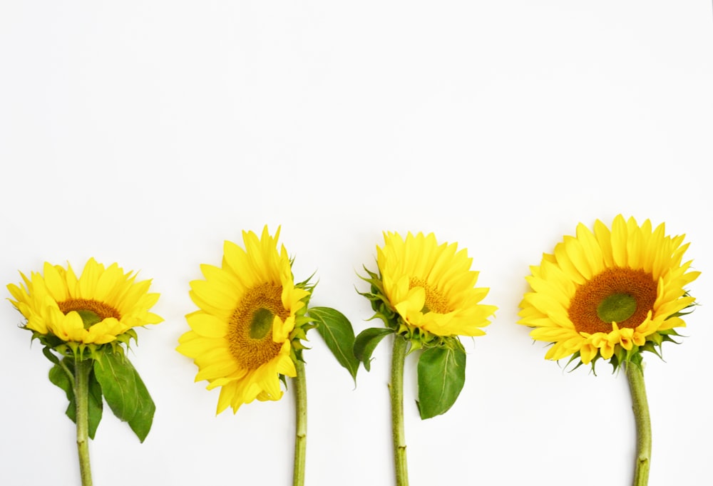 yellow sunflower in clear glass vase