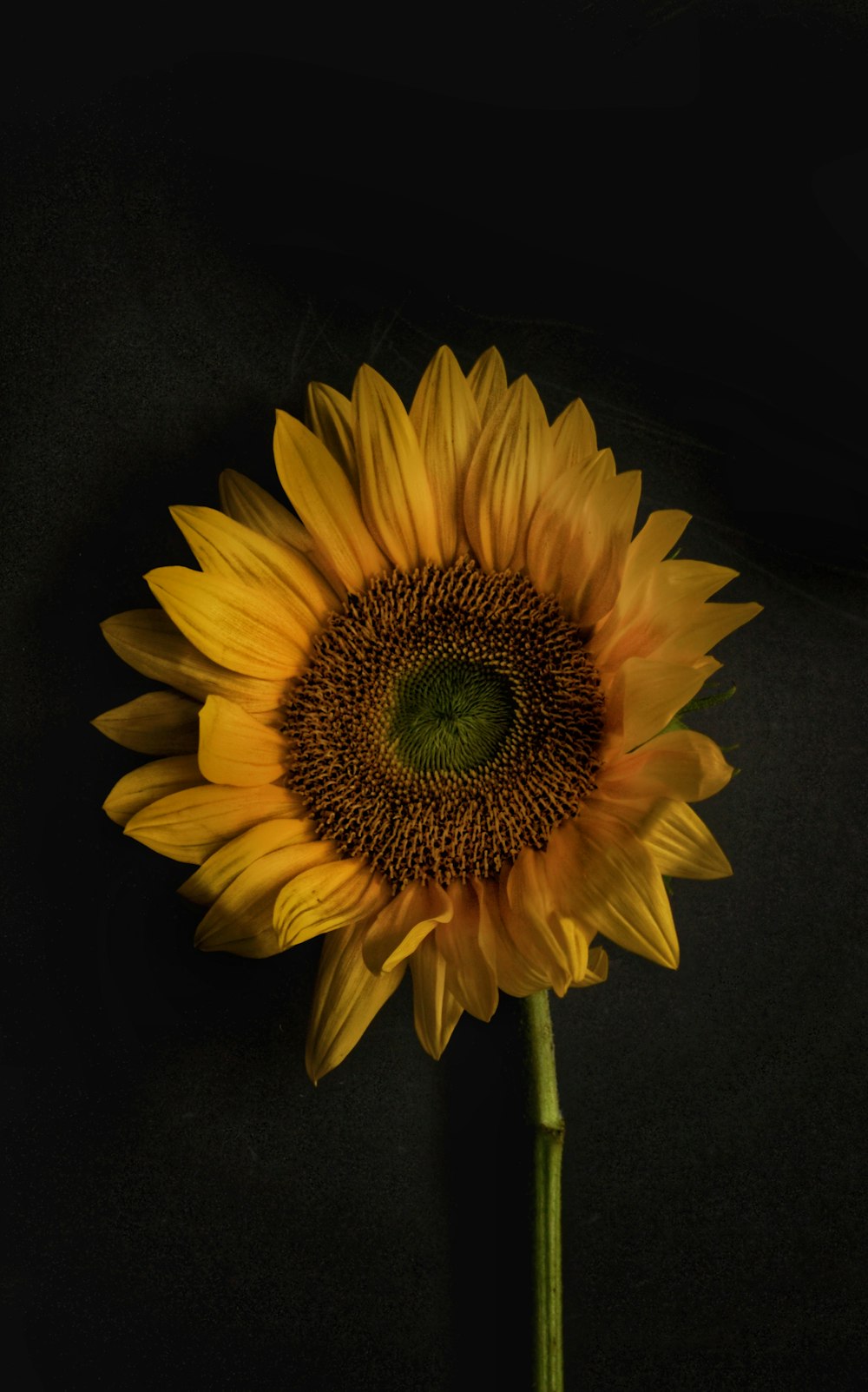 yellow sunflower in close up photography