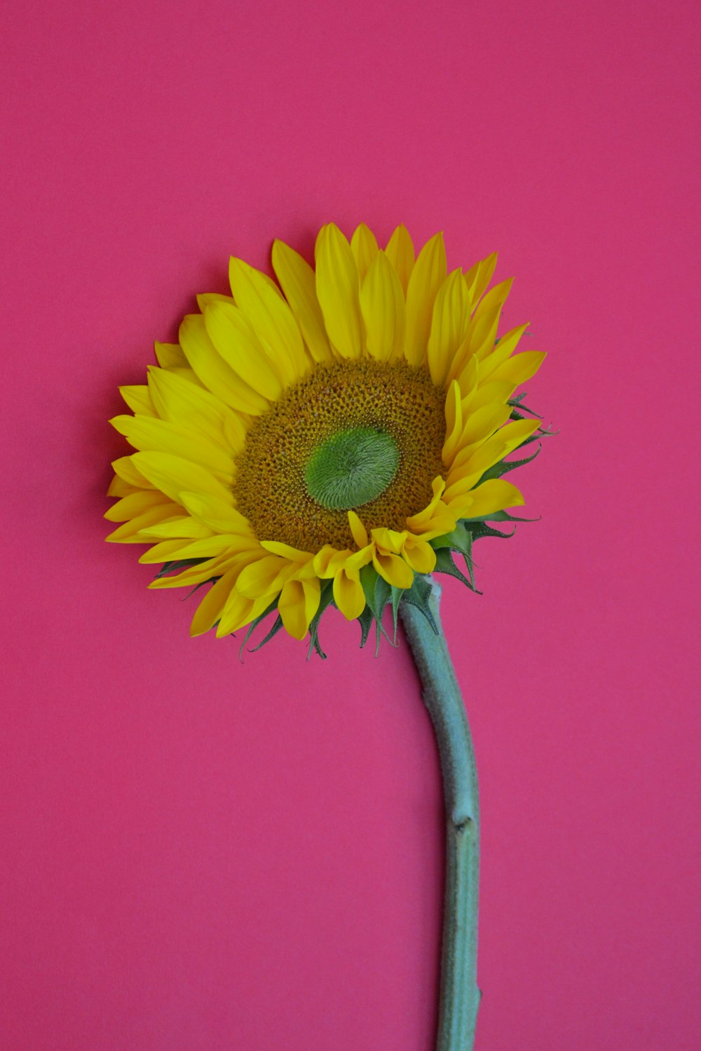 yellow sunflower in pink background
