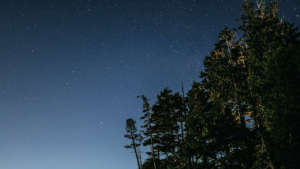 green trees under blue sky during night time