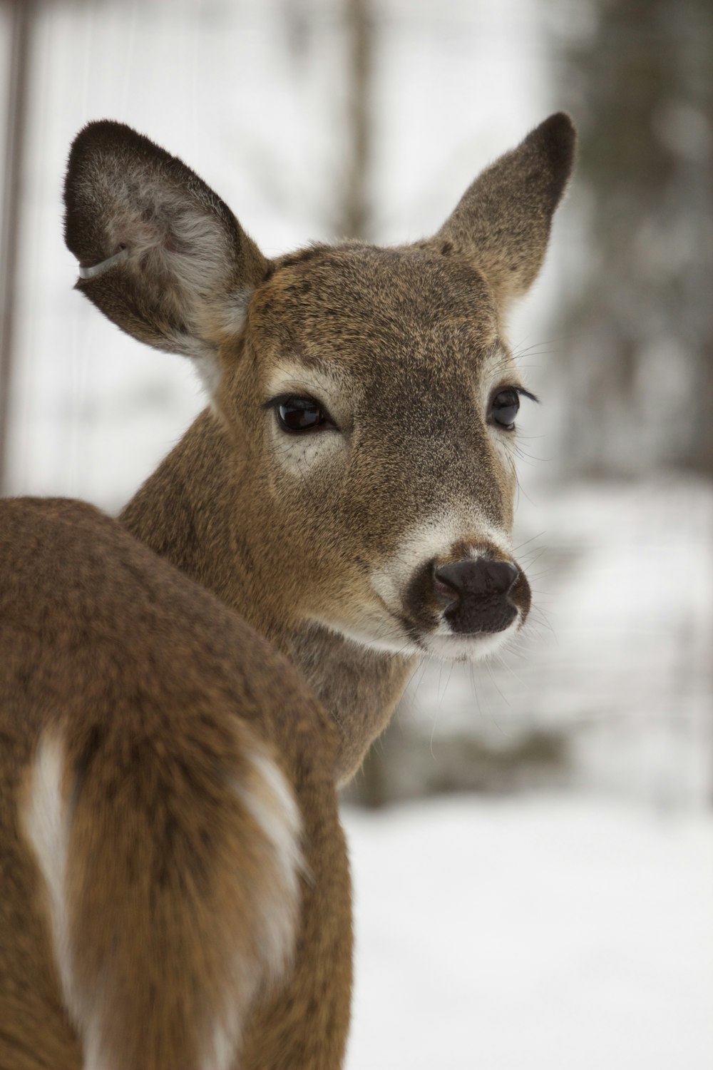 brown deer in snow covered field during daytime