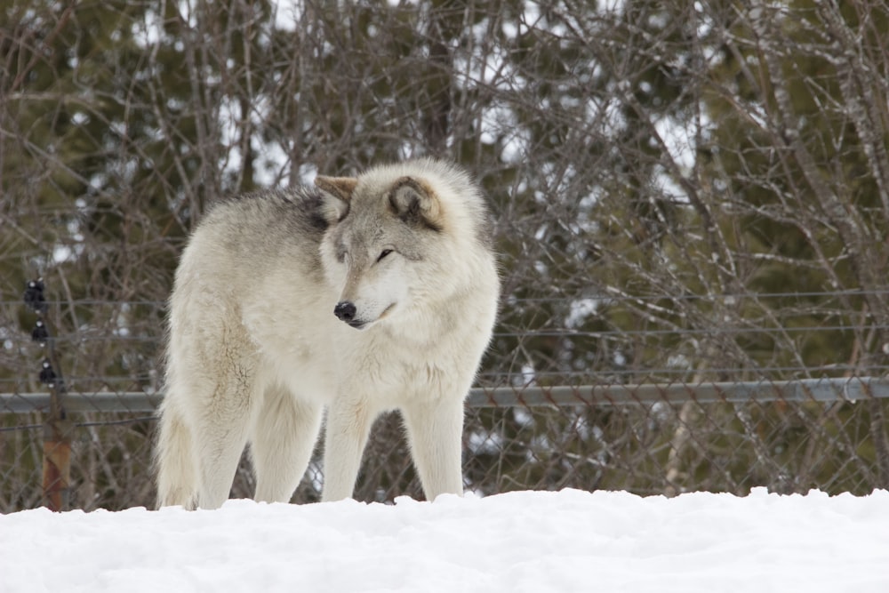 white wolf on snow covered ground