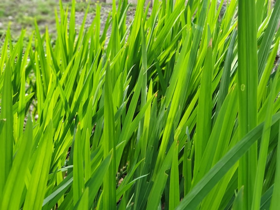 A freshly mowed Korean carpet grass lawn glowing under Hyderabad sunlight.
