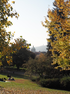 green grass field with trees and mountains in the distance