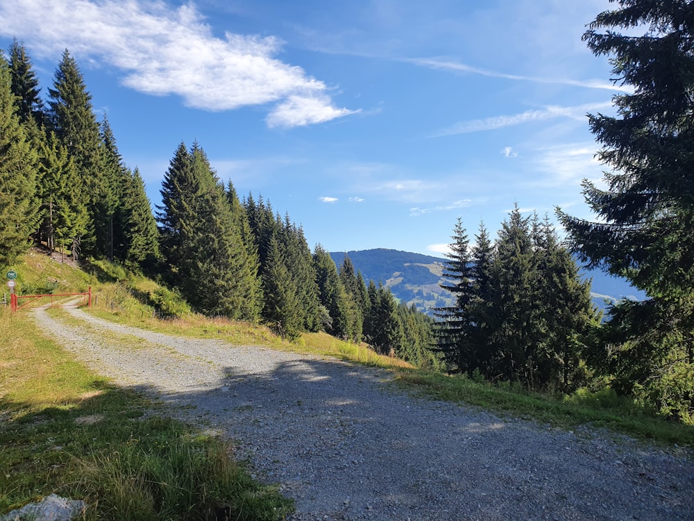 green pine trees on hill under blue sky during daytime