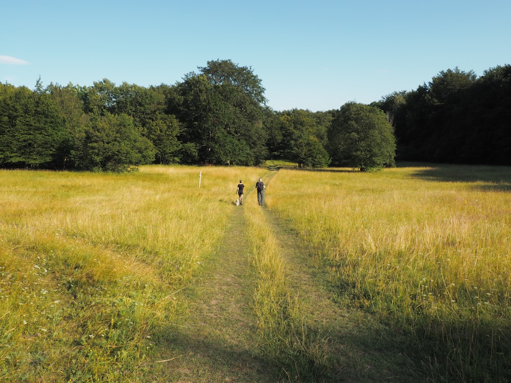 campo di erba verde durante il giorno