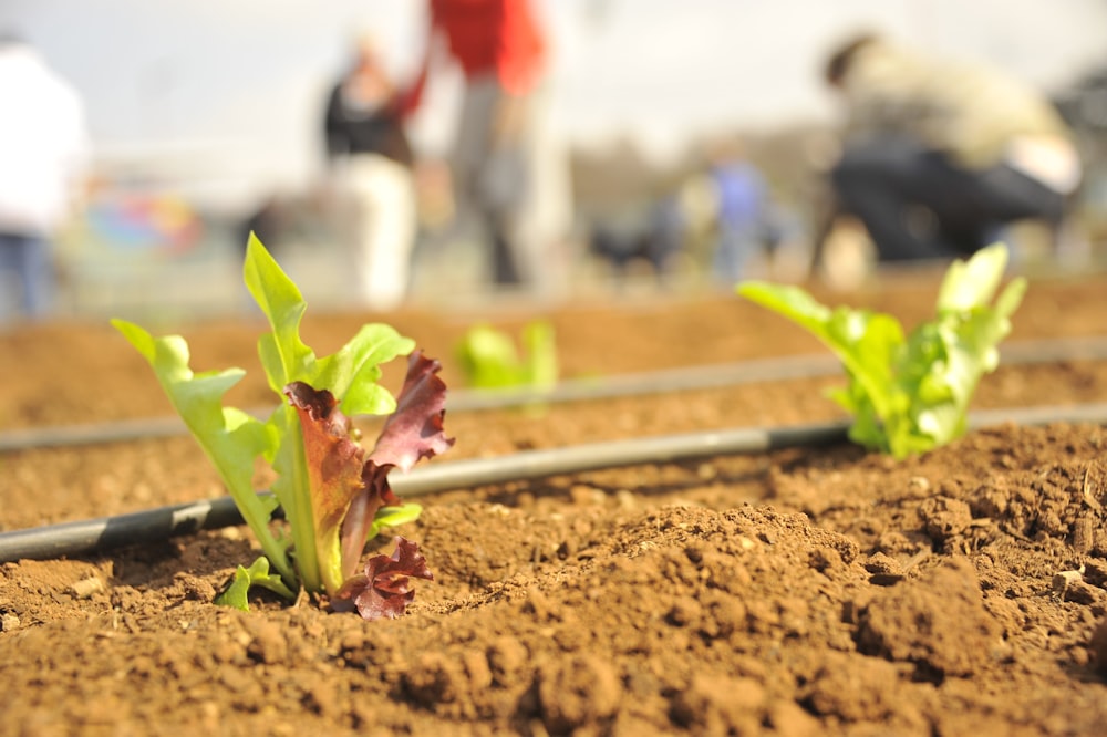 green plant on brown soil during daytime