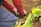 A person in a red long-sleeve shirt and gloves is gardening, focusing on planting or tending to green leafy plants. The earth is freshly tilled and a yellow container is nearby.