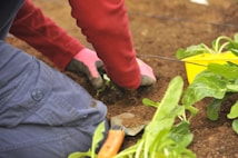 A person in a red long-sleeve shirt and gloves is gardening, focusing on planting or tending to green leafy plants. The earth is freshly tilled and a yellow container is nearby.