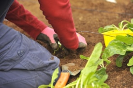 A person in a red long-sleeve shirt and gloves is gardening, focusing on planting or tending to green leafy plants. The earth is freshly tilled and a yellow container is nearby.