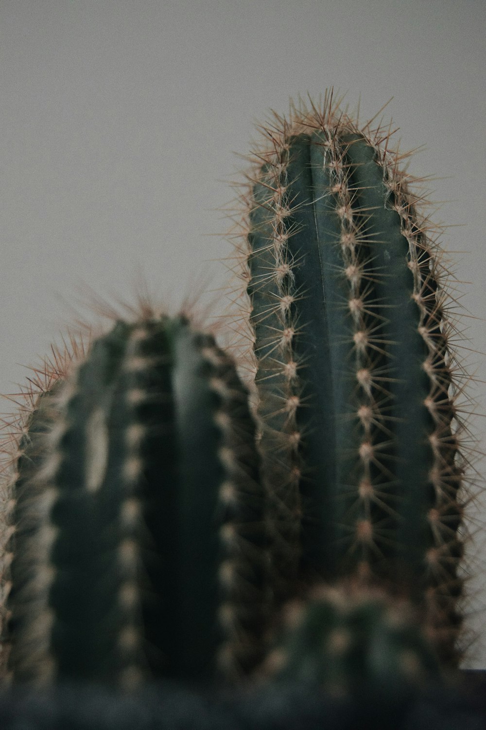 green cactus in close up photography