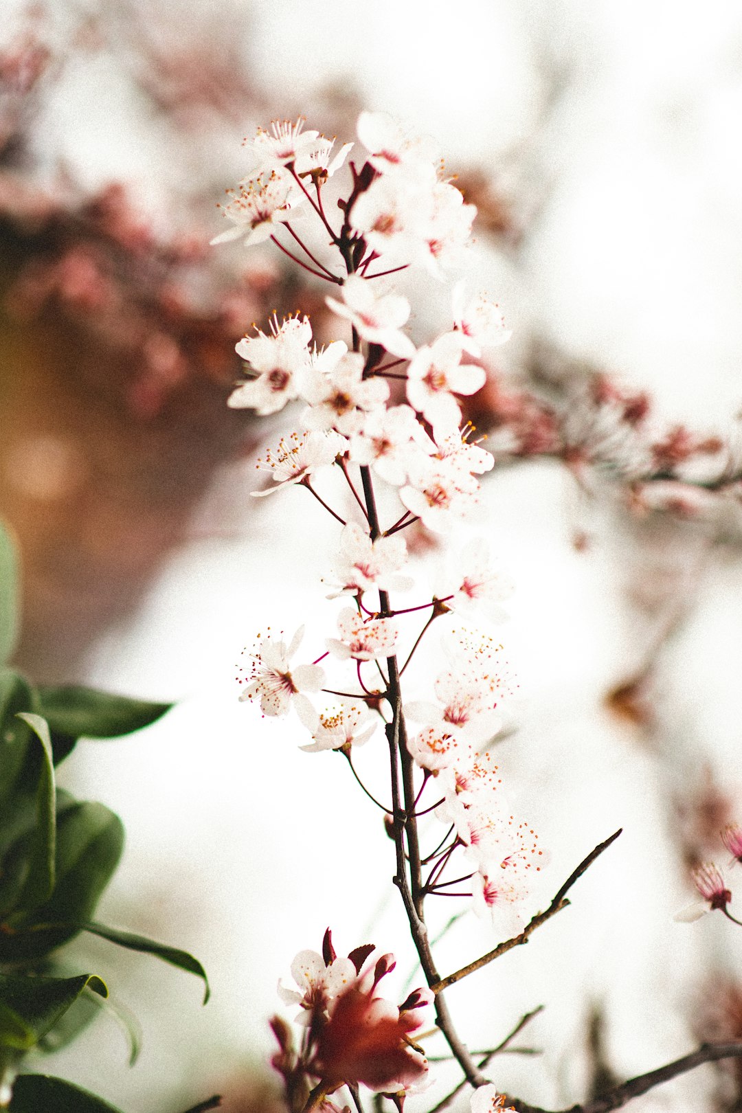 white cherry blossom in close up photography