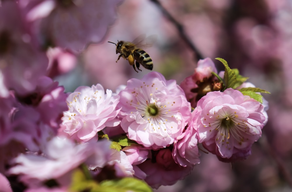 black and yellow bee on pink flower