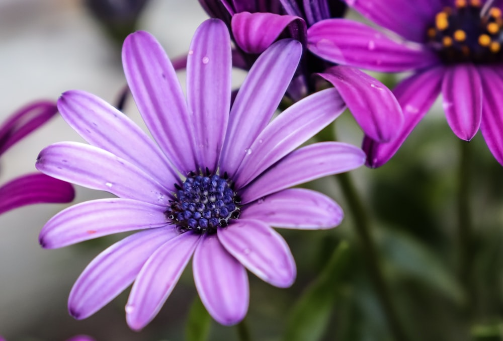 a close up of purple flowers in a vase