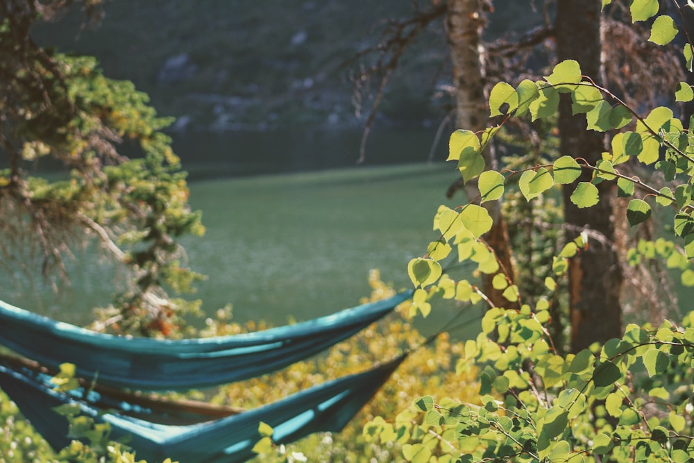 green wooden bench beside brown tree trunk