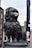 A detailed statue of a small dog with curly fur is situated in an urban area. The sculpture has a dark, bronze-like texture and the dog stands in a noble pose. In the background, there are buildings and a tall black post with a poster attached.